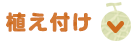 植え付け