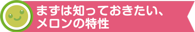 まずは知っておきたい、メロンの特性