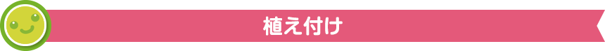 植え付け