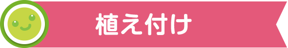 植え付け