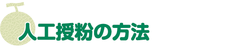 人工授粉の方法