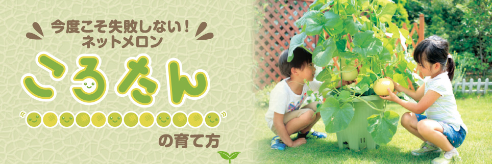 今度こそ失敗しない！ネットメロン ころたん の育て方