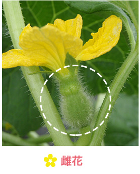 雌花
