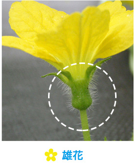 雄花