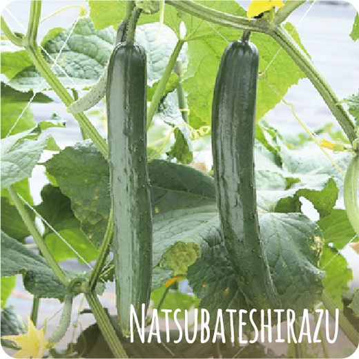 夏バテ知らず