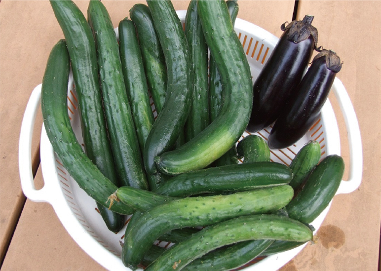 夏バテ知らず