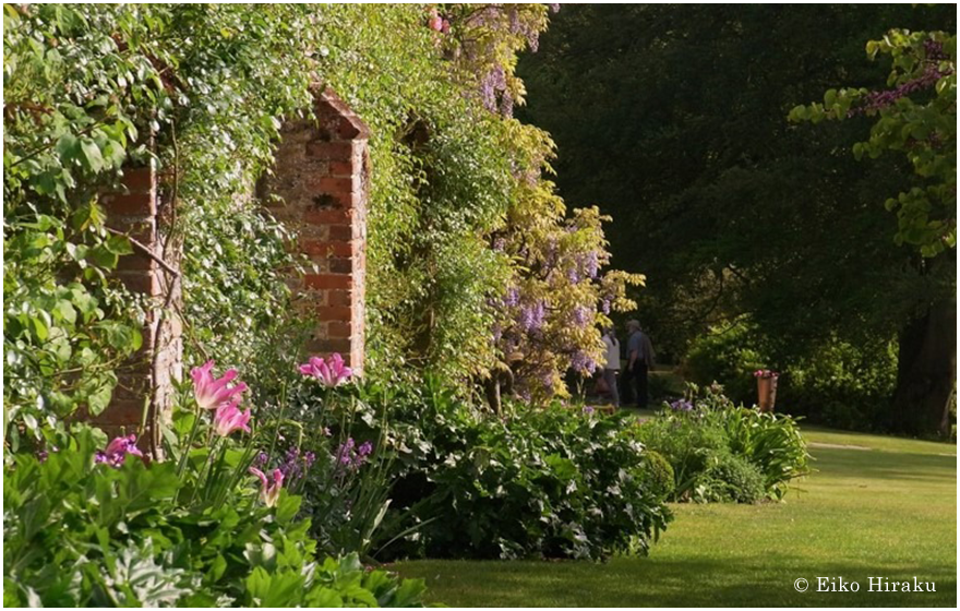 手入れをしていたManor gardenの壁面。庭と自然につながり、一体感が生まれています。Chilworth Manor garden。サリー州。5月のようす