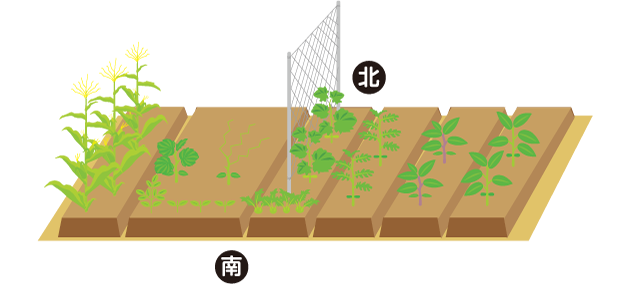 畑の設計図の例。ひと畝ごとに品目を決めれば、次年度は畝を移動して連作を避けることができる