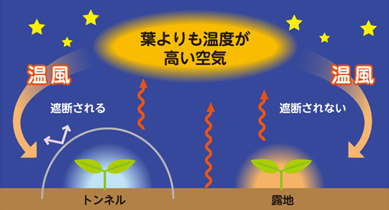 トンネルをかけることにより、暖かな外部の空気も野菜に送り込むことができなくなってしまうので、夜間の保温には注意が必要