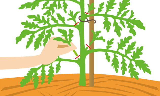 葉のつけ根からでるわき芽は、小さいうちに指でつまんで折り取る。ハサミはウイルス病を伝染する恐れがあるので使用しないようにする