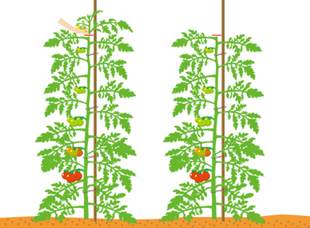 収穫目標の最上段の花房（一般には5～6段花房）の花が咲いたら、その上2葉を残して摘芯
