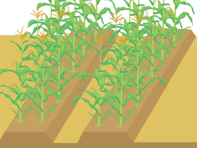 一番上に雄穂がつき、中間あたりに2～3本雌穂がつく。雌穂は最上位のものが最も大きくなり、よく着粒する