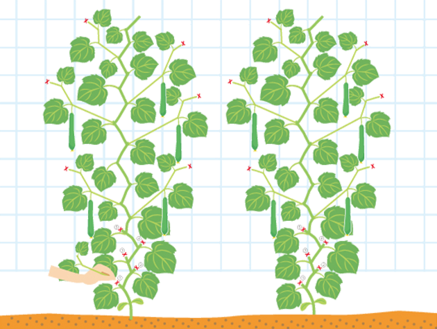 親づる1本仕立ての仕立て方。株元から4～5節に出る側枝や雌花は摘み取り、この上から出る子づる、孫づるは葉2枚残して摘芯する。主づるは1.6～1.8mぐらいに伸びてきたら先端を止める