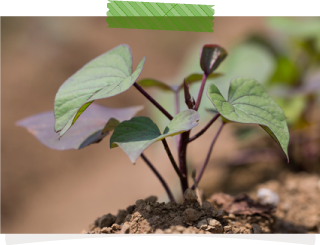 サツマイモの挿し穂を植えるのも、遅霜の心配がなくなる5月中旬～6月に