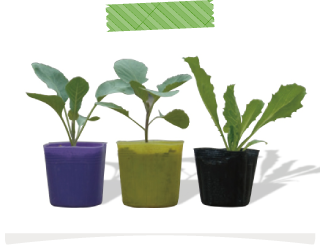 キャベツなどの秋冬野菜の植えつけは、苗を購入するなら今からでも間に合います。種まきより失敗が少ないので初心者でも安心！