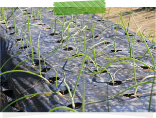 タマネギは、定植する時の苗の大きさが大事。草丈は25～30cm程度、太さは鉛筆くらい（7～8mm）を目安にするとよいでしょう