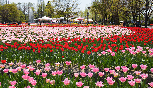 チューリップの開花時期がゴールデンウイークとも重なって、30万人もの人が訪れる「となみチューリップフェア」
