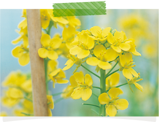ハクサイが結球しなかった場合は、そのまま育てて花蕾を収穫することで、菜の花のようにおひたしやからしあえなどの料理に使うこともできます
