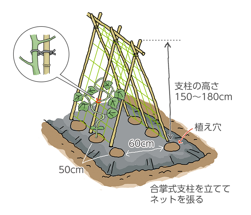 誘引