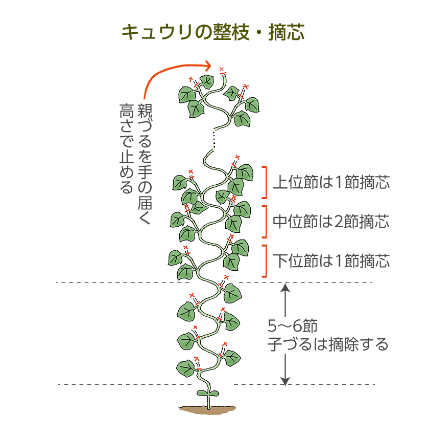 キュウリの整枝・摘芯