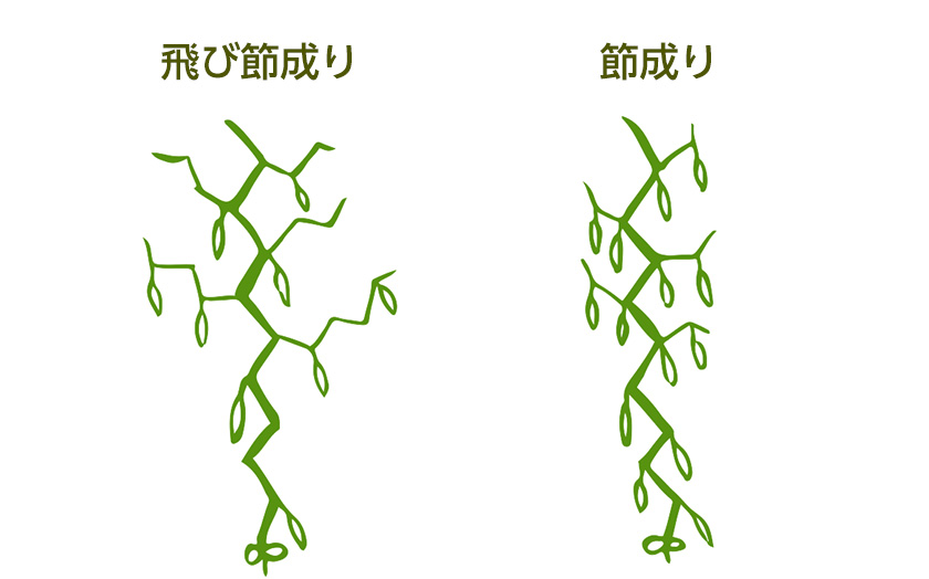 飛び節成りタイプと節成りタイプ。タイプによる実付きの違い