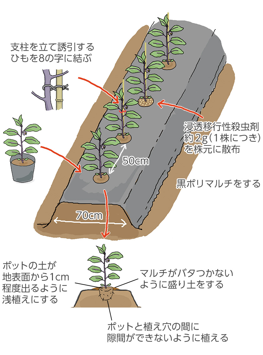 ナスの定植方法
