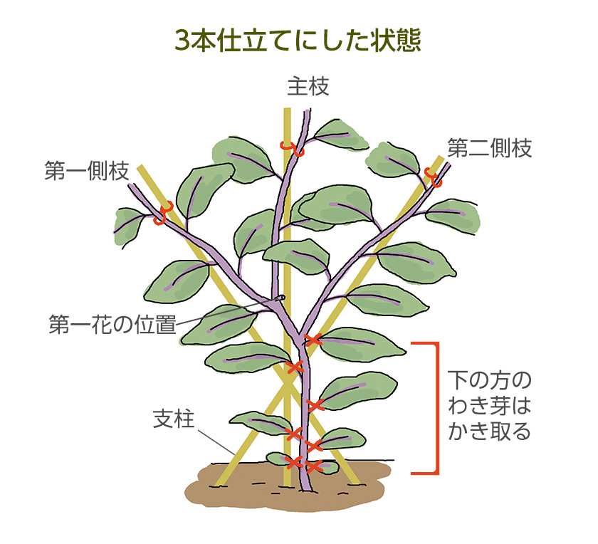 3本仕立てにした状態