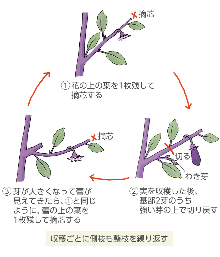 整枝