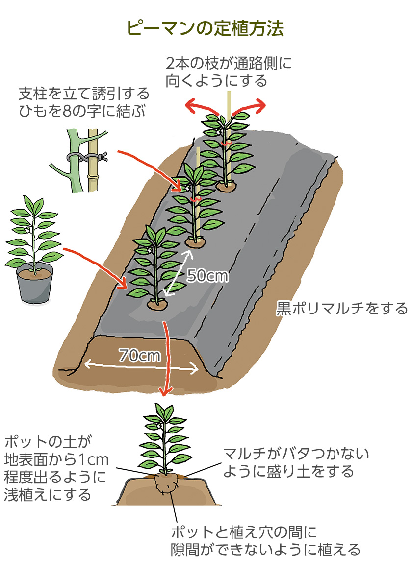 ピーマンの定植方法