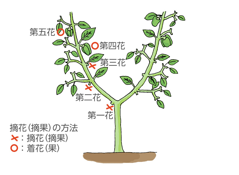 摘花(摘果)の方法