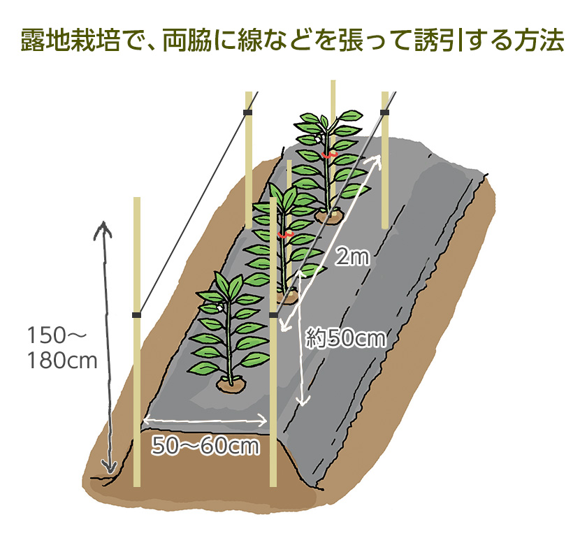 露地栽培で、両脇に線などを張って誘引する方法