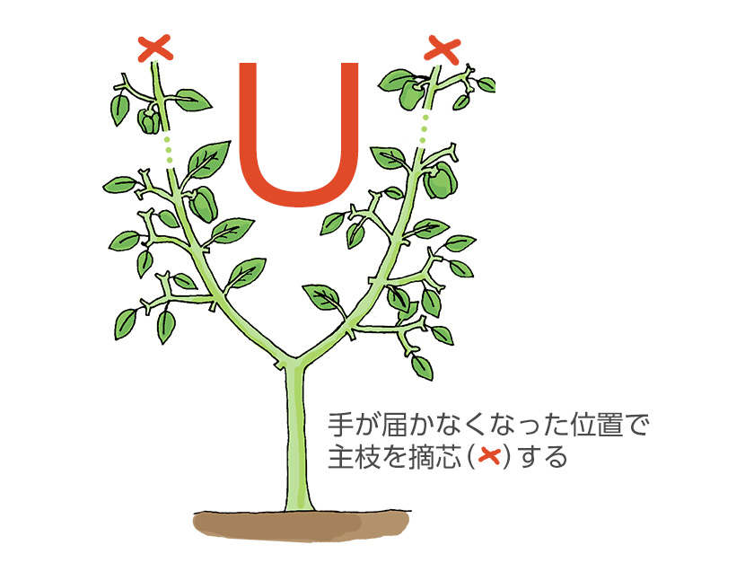 手が届かなくなった位置で主枝を摘芯する