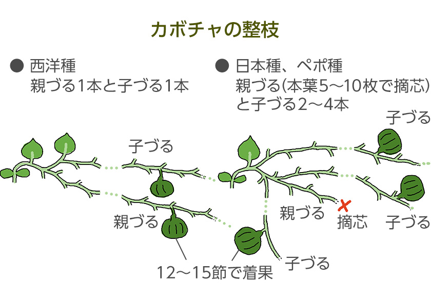 カボチャの整枝