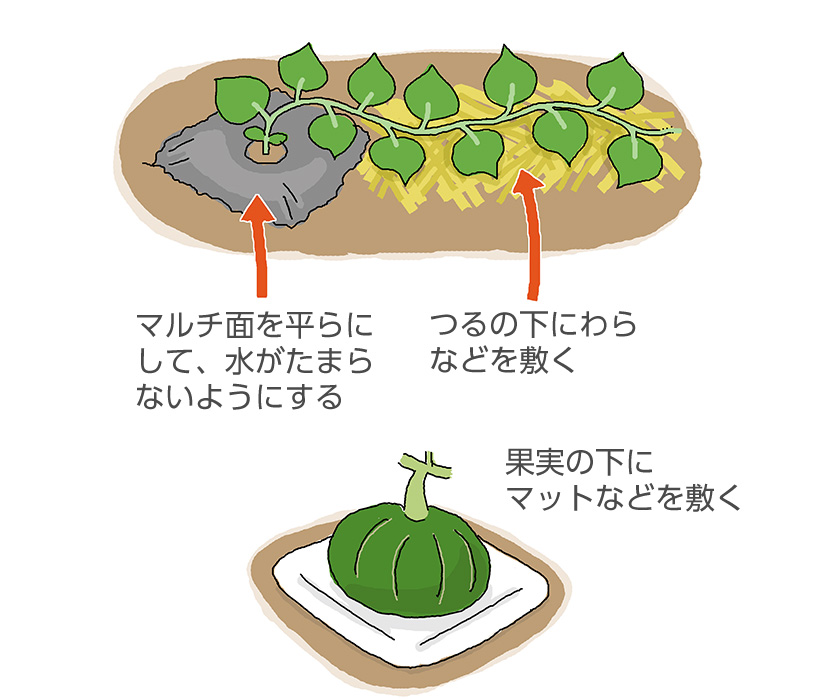 収穫