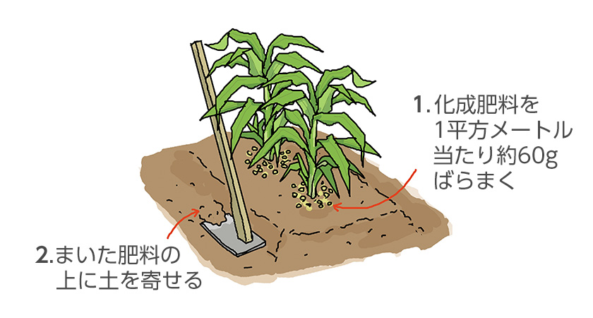 追肥・土寄せをする