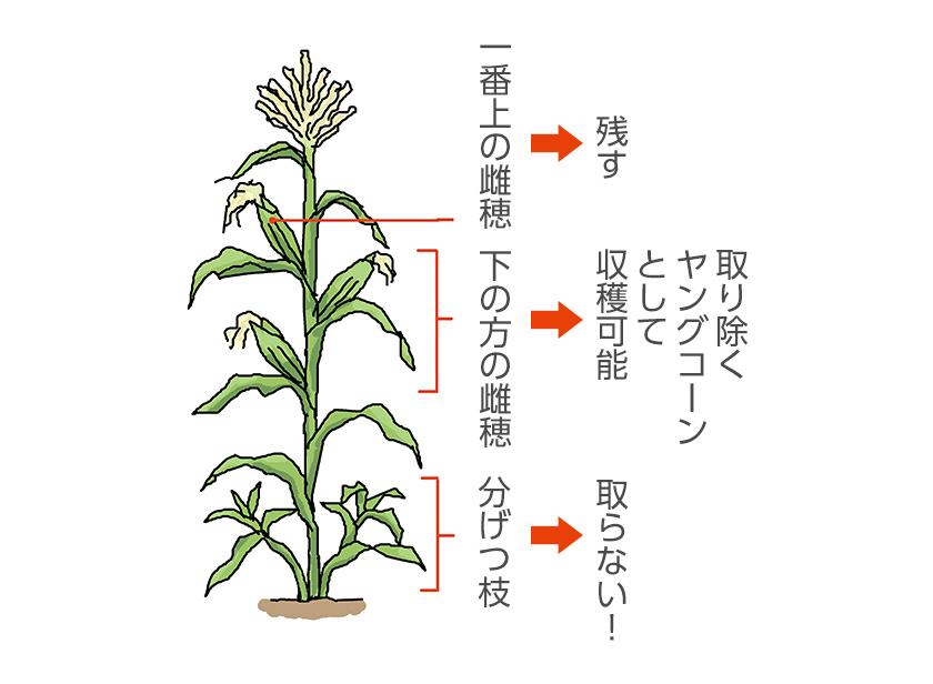 ヤングコーンとして収穫可能