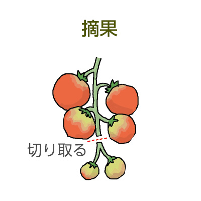 摘果