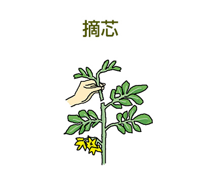 摘芯