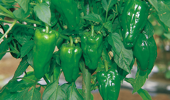 2本仕立てが定番のピーマン｜ベテラン菜園家に送る プロに学ぶ！仕立て