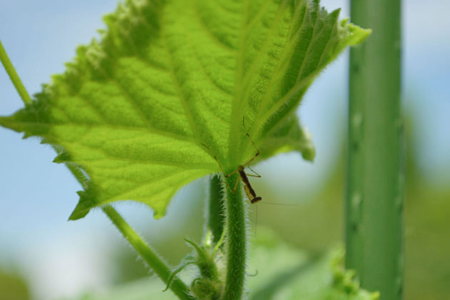 葉の裏に虫がいることも。カマキリは虫を食べてくれる益虫です