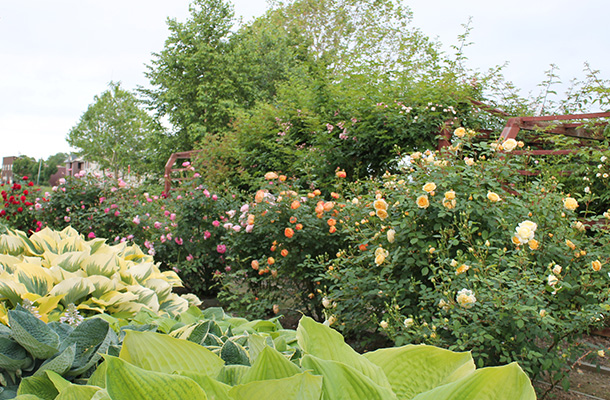 7月上旬になるとバラの開花がピークを迎える