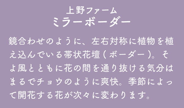 上野ファーム ミラーボーダー 鏡合わせのように、左右対称に植物を植え込んでいる帯状花壇(ボーダー)。そよ風とともに花の間を通り抜ける気分はまるでチョウのように爽快。季節によって開花する花が次々に変わります。