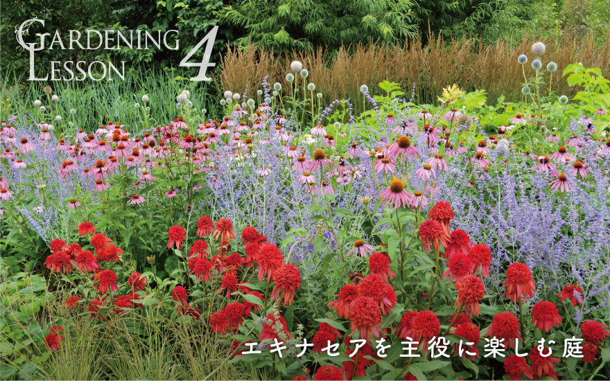 GARDENING LESSON 4 エキナセアを主役に楽しむ庭
