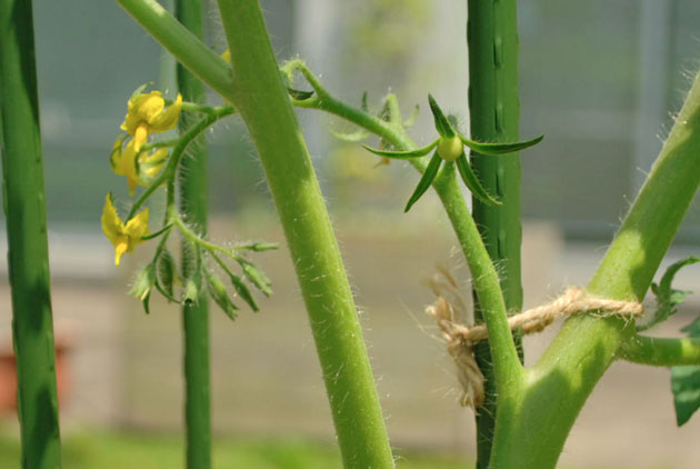 1番花に実が付いたミニトマト