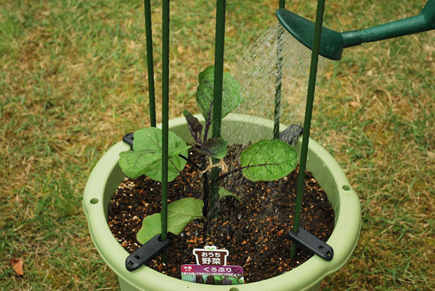 植え付け後のナスの苗に水をたっぷりやる
