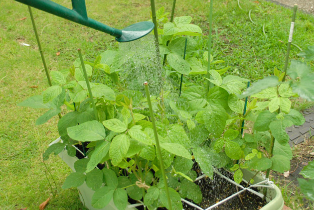 花が咲いたら水を切らさないようにしましょう