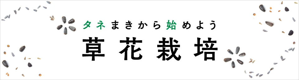 タネまきから始めよう！草花栽培