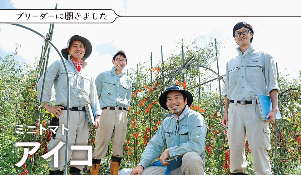 ブリーダーに聞きました ミニトマト　アイコ