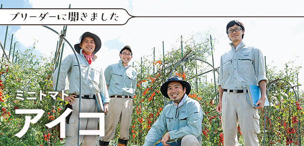 ブリーダーに聞きました ミニトマト アイコ