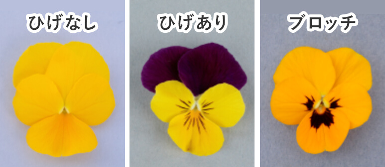 左：イエロー、中央：イエロージャンプアップ、右：ゴールデンブロッチ